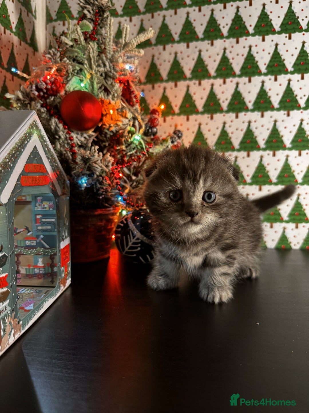 Scottish Fold cats for sale: 4 Beautiful Scottish Fold Kittens - Advert 14