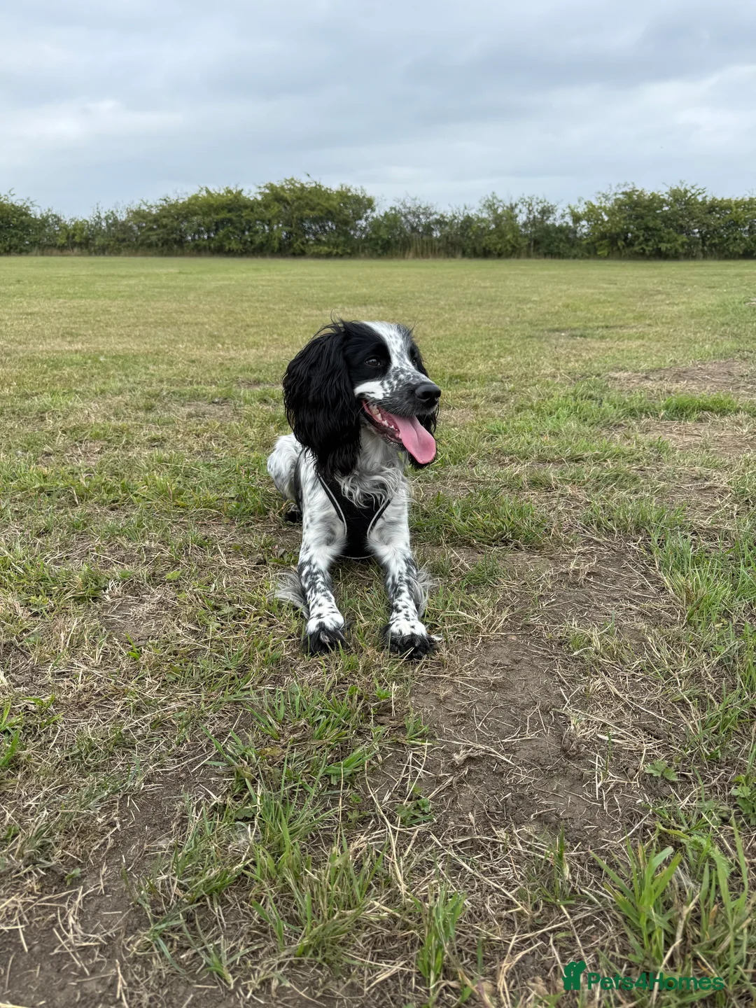 Cocker Spaniel dogs for sale: Snoop - 1 year old cocker spaniel  - Advert 1