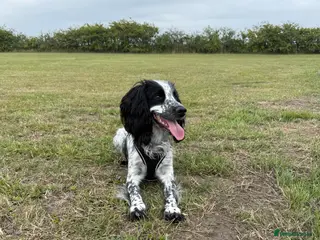Cocker Spaniel dogs Snoop - 1 year old cocker spaniel - Advert 2