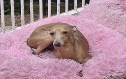Italian Greyhound dogs for sale: Italian greyhound girl - Image 6