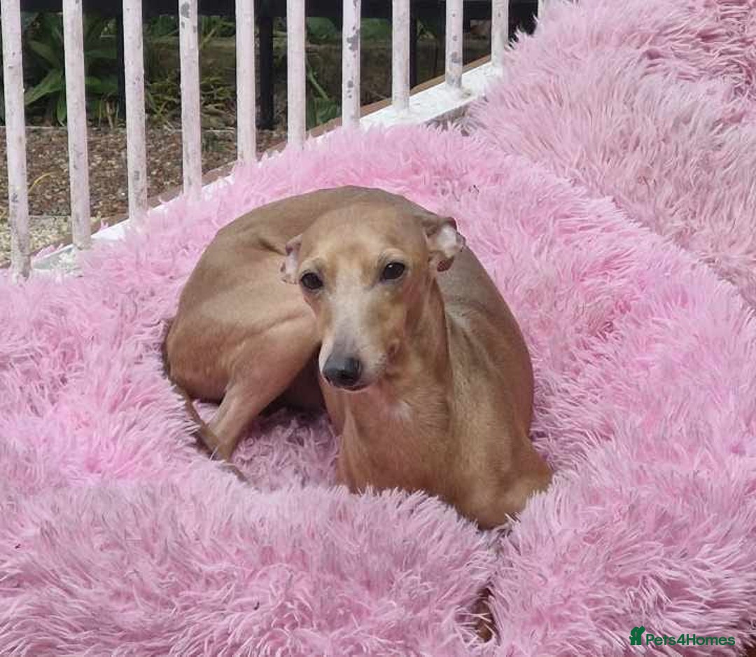 Italian Greyhound dogs for sale: Italian greyhound girl - Image 6