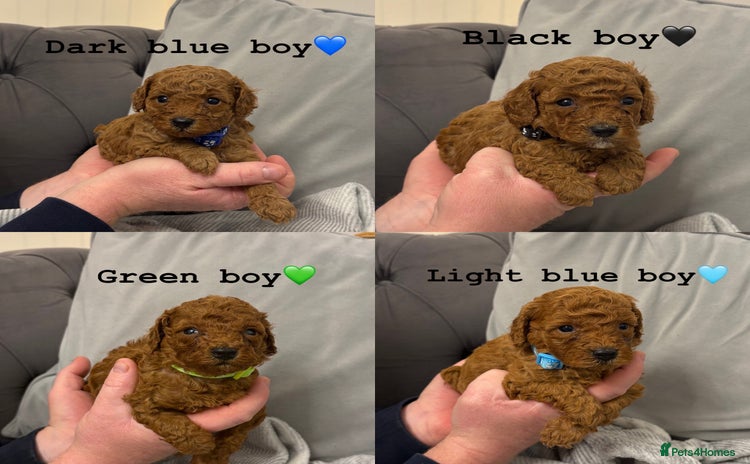 Toy Poodle dogs - Advert 1