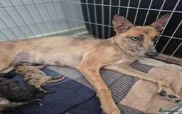 Whippet dogs for sale: Whippet puppies for sale  - Image 10