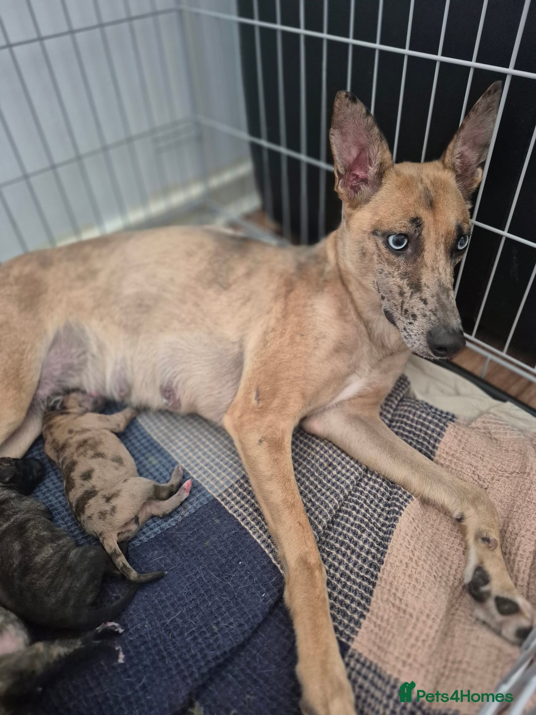 Whippet dogs for sale: Whippet puppies for sale  - Image 10
