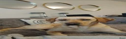 Labrador Retriever dogs for sale: Red/Golden Labrador puppies in Irvine - Advert 17