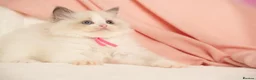 Ragdoll cats for sale: Elite TICA Kittens – Champion Bloodlines - Advert 17