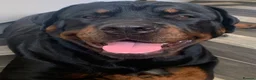 Rottweiler dogs for sale: 3 big chunky Rottweiler pups - Advert 2