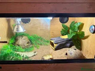 Leopard Gecko reptiles Leopard gecko - Advert 8