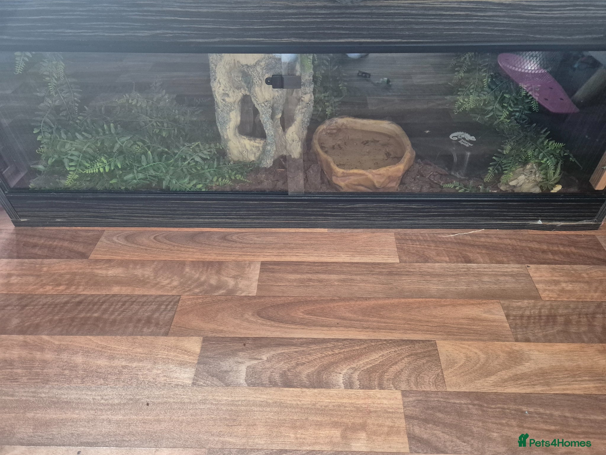 Python Snake reptiles Normal morph royal python - Advert 4