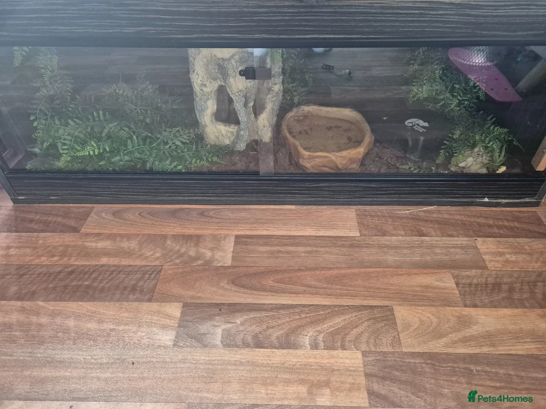 Python Snake reptiles for sale: Normal morph royal python - Advert 1