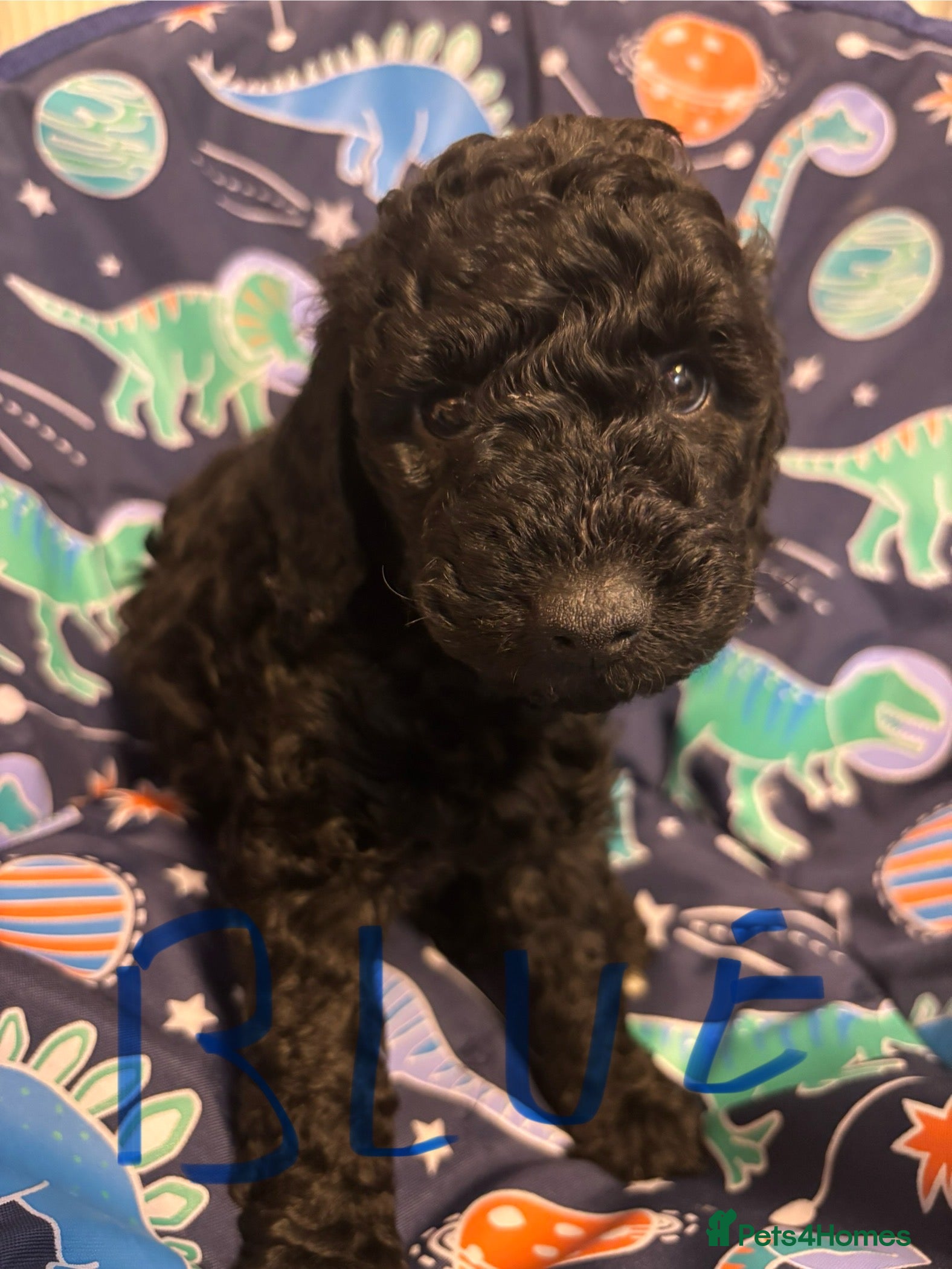 Miniature Poodle dogs Miniature poodles looking for a forever sofa - Advert 6