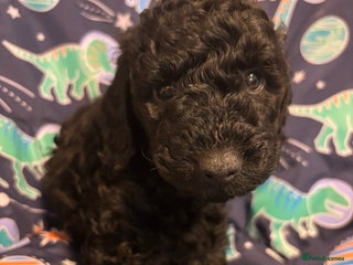 Miniature Poodle dogs Miniature poodles looking for a forever sofa - Advert 6