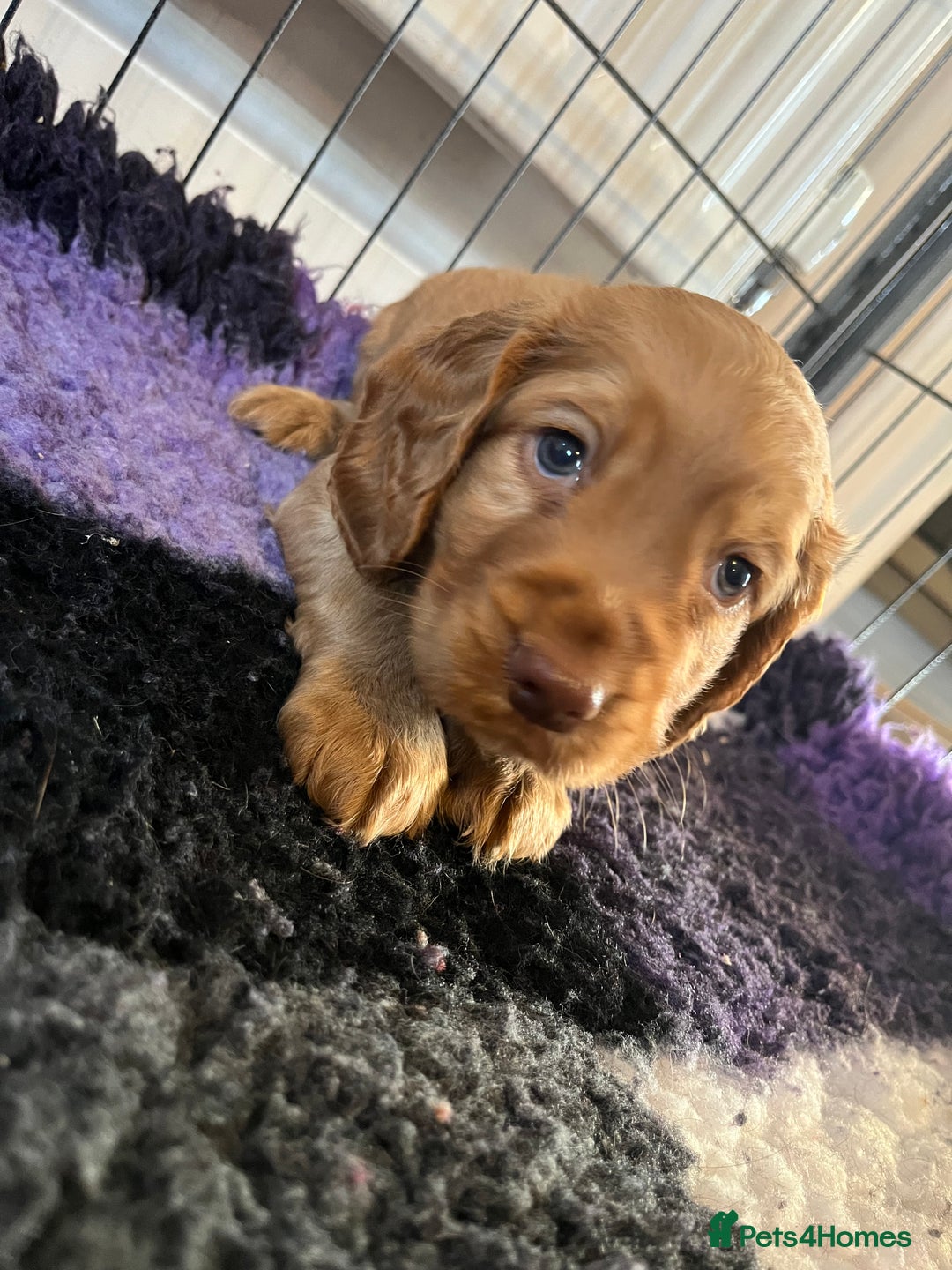 Cocker Spaniel dogs for sale: Cocker spaniel puppies - Image 29