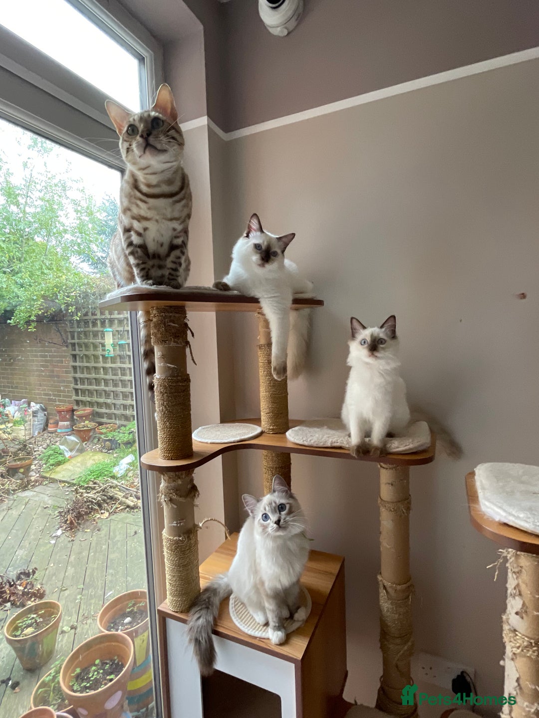 Ragdoll cats for sale: Ragdoll kittens from Moonliteyecats  - Image 31