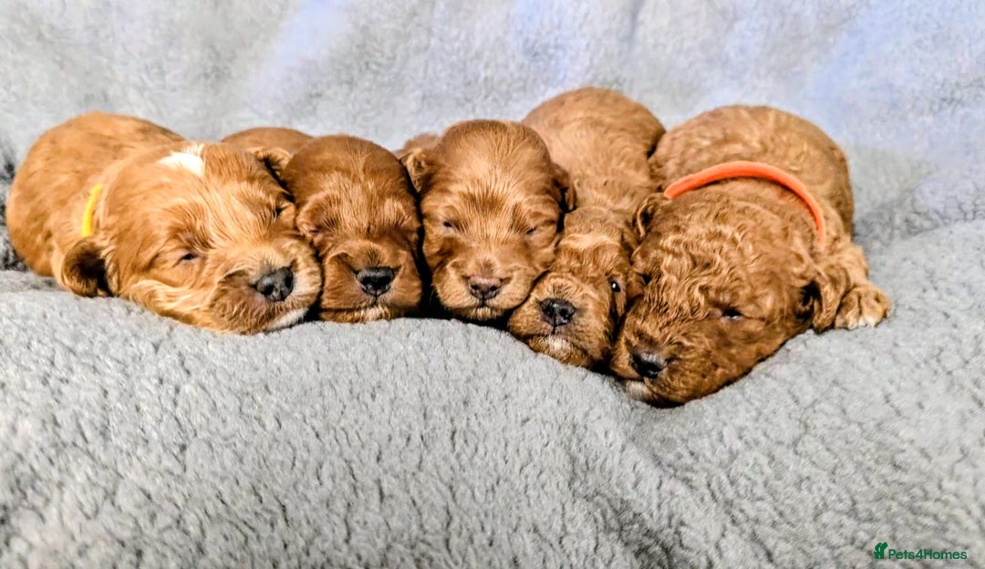 Cockapoo dogs for sale: GENUINE F1B COCKAPOO PUPPIES  - Image 5