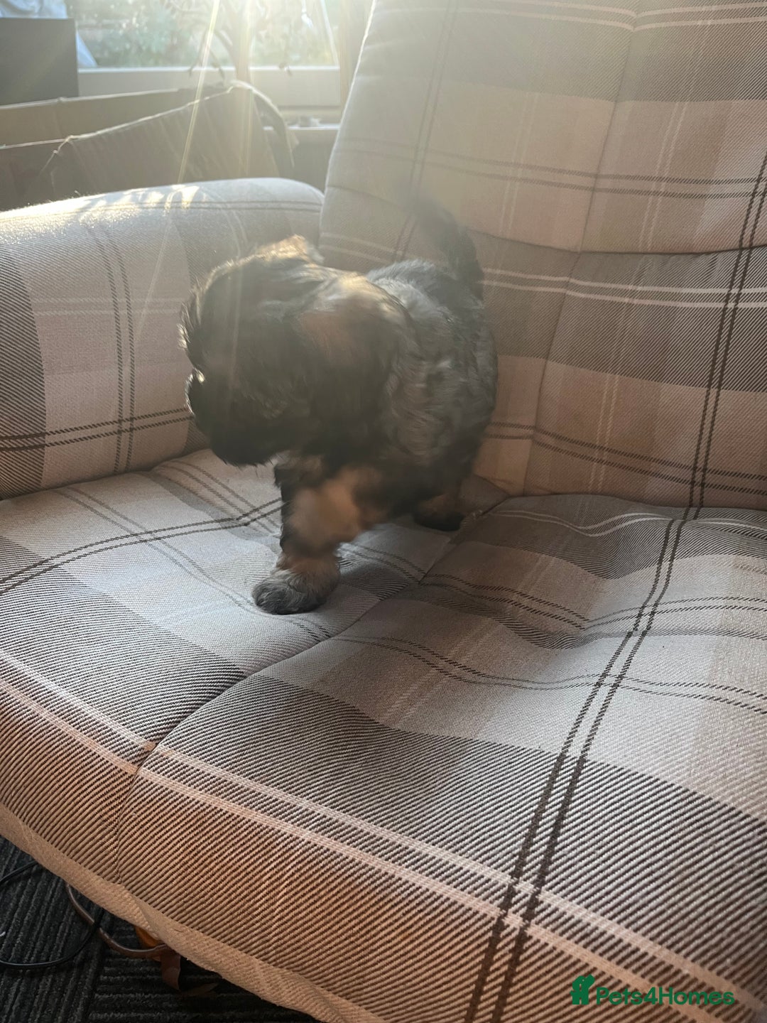 Mixed Breed dogs for sale: Shihpoo x Cockapoo puppies  - Advert 12