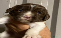 English Springer Spaniel dogs for sale: Springer spaniel - Image 4