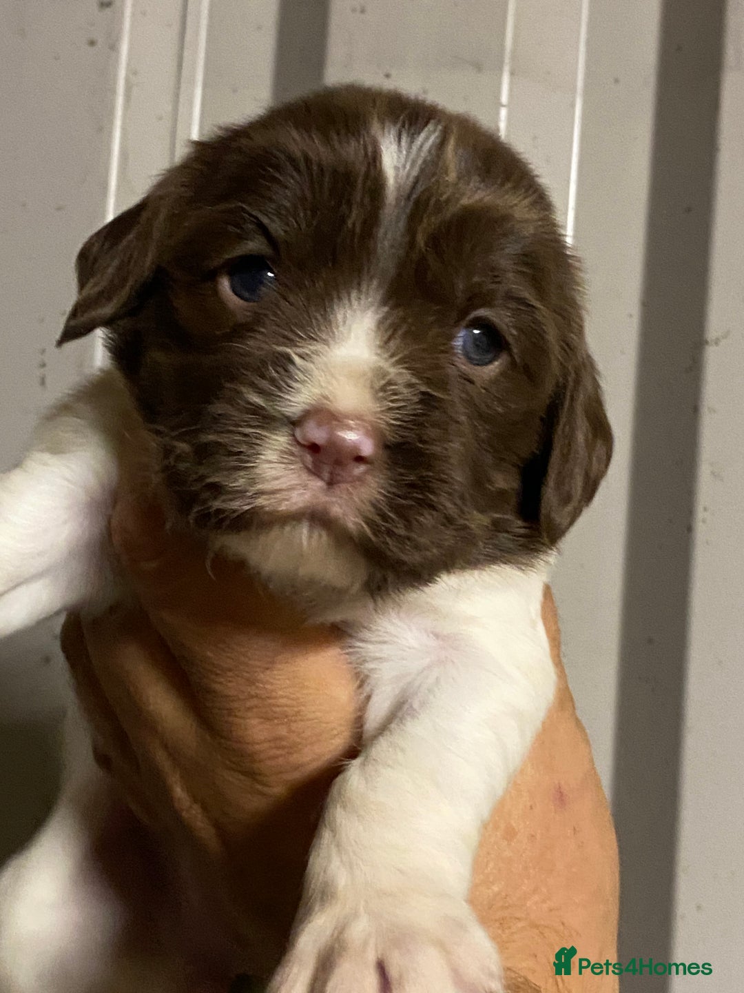 English Springer Spaniel dogs for sale: Springer spaniel - Image 4