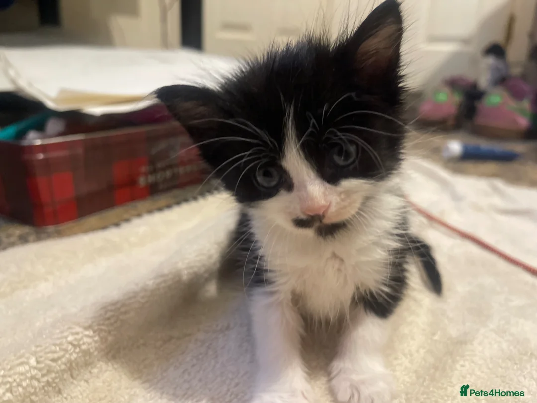 Mixed Breed cats for sale: Kitten looking for there forever home  - Advert 2