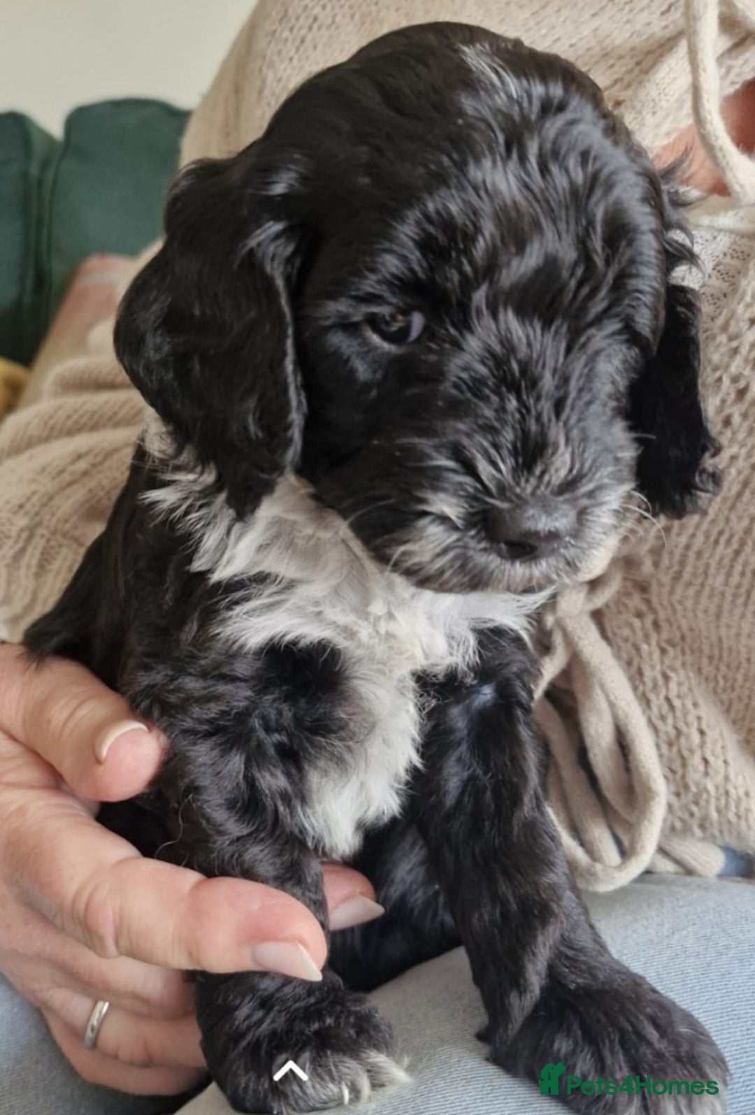 Cockapoo dogs for sale: Two coloured stunning Cockapoos available - Image 2