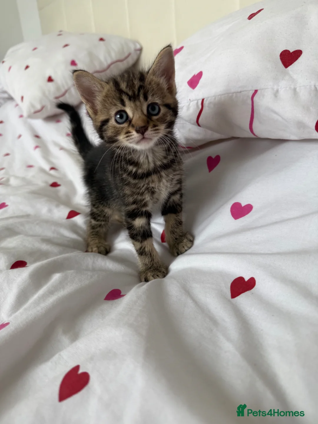 Russian Blue cats for sale: Russian blue x mixed breed - Advert 1