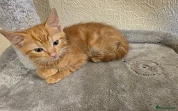 Domestic Shorthair cats for sale: 6 kittens ready for sale, 2 months old - Image 6
