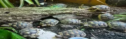 Tortoise reptiles for sale: Baby Marginated Tortoise Hatchlings - Advert 2