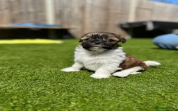 Mi-Ki dogs for sale: Mi ki toy puppies - Image 7
