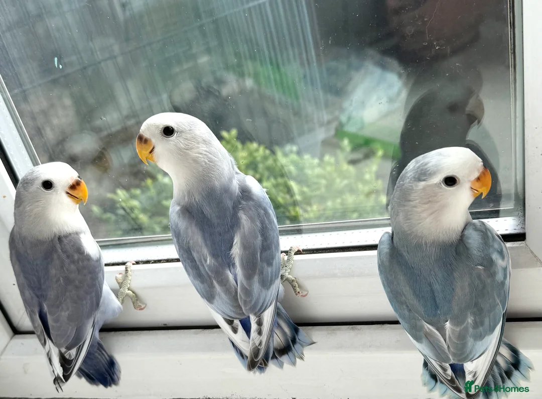 Lovebirds birds for sale: 8 week baby lovebirds for sale  - Advert 4