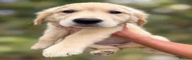 Golden Retriever 3