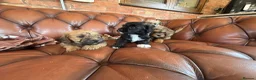 Mixed Breed dogs for sale: F1 Cairndoodle Puppies  - Advert 24