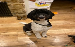 Standard Poodle dogs for sale: Beautiful KC Registered Standard Poodle Puppies - Image 3