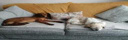 Mixed Breed dogs for adoption: Winnie Beautiful girl Looking for Forever Home  in Wirral - Advert 20