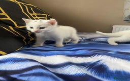 Mixed Breed cats for sale: Kittens for sale  - Image 3