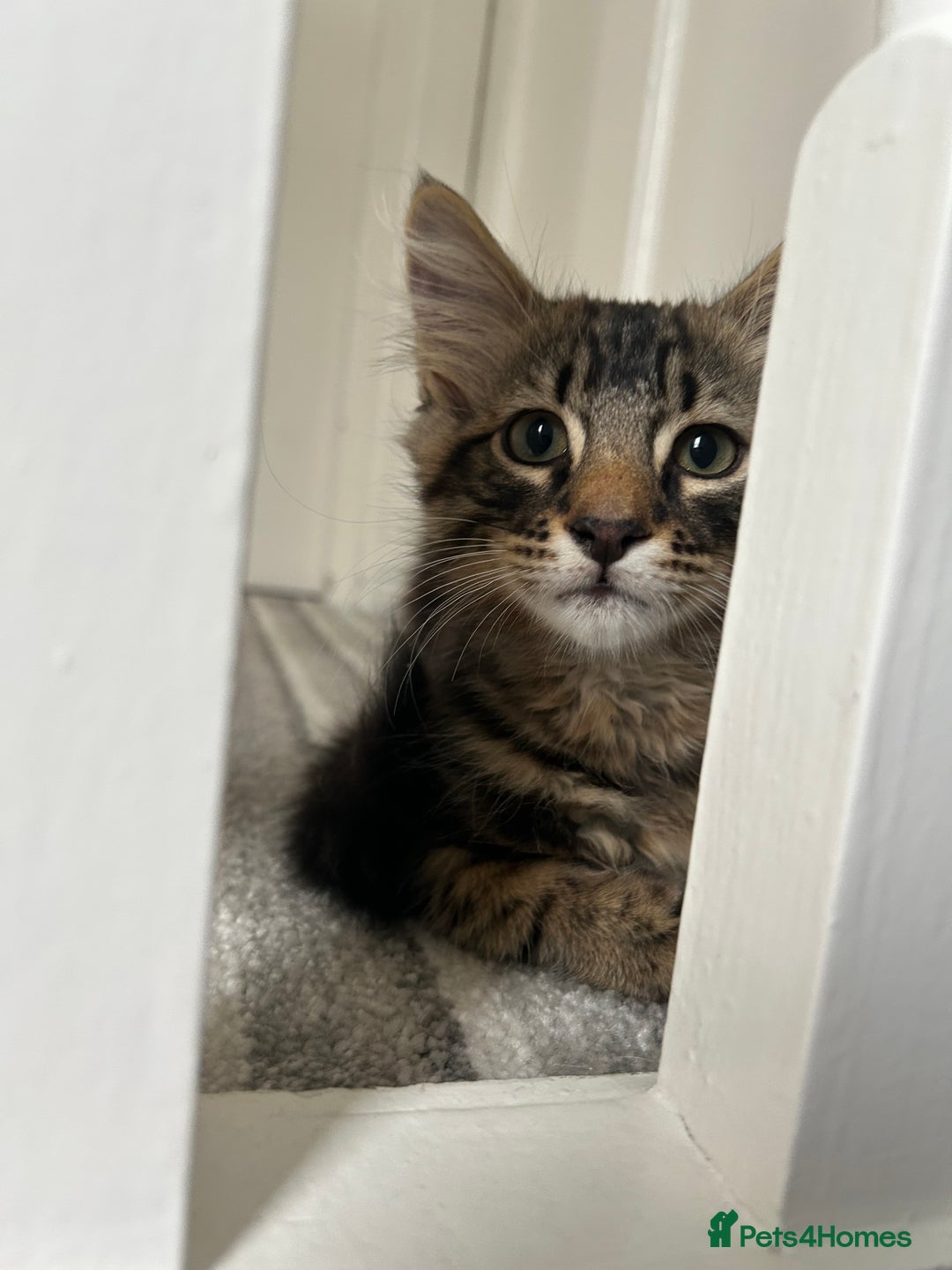 British Longhair cats for sale: Fluffy Male Kitten - Advert 8