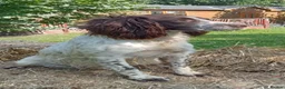 English Springer Spaniel dogs for sale: KC Registered English Springer Spaniels  - Advert 4