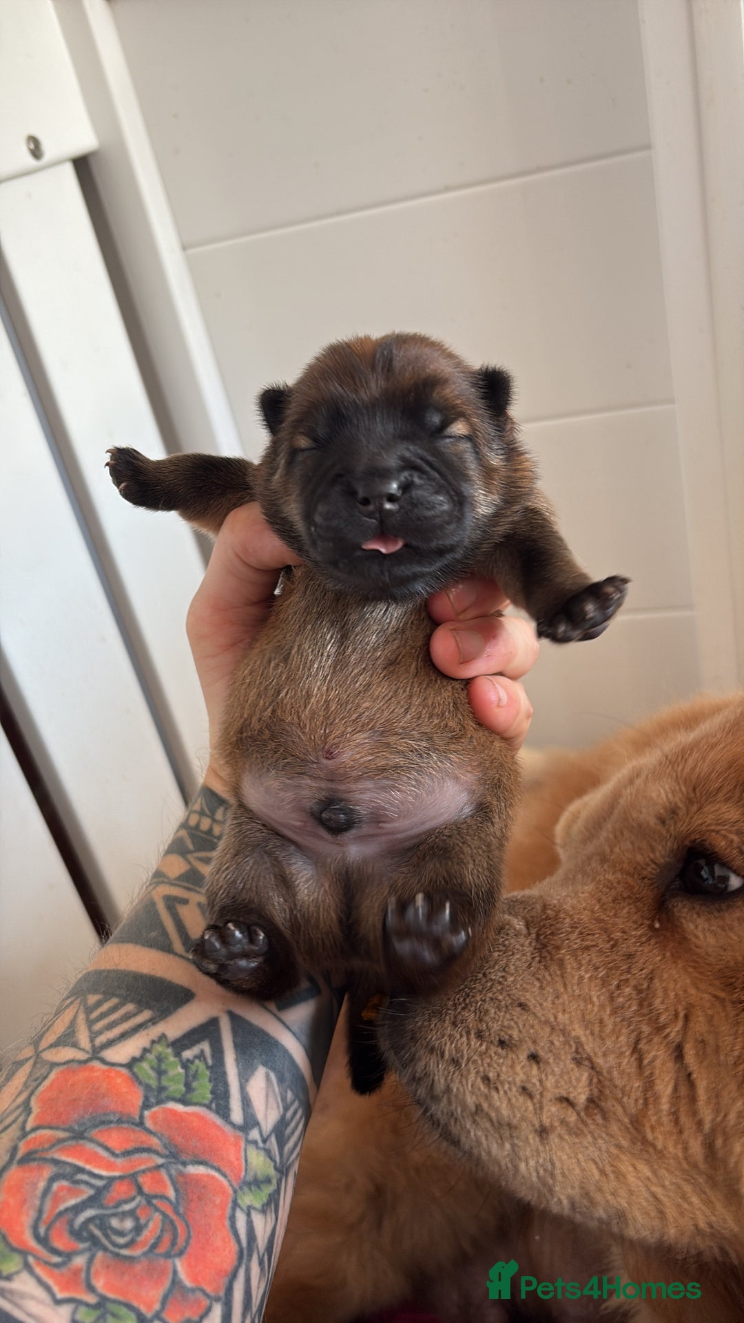 Chow Chow dogs for sale: Standard CH Champion Bloodline chow chows - Image 5