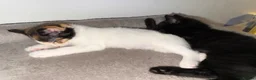 Mixed Breed cats for sale: Mix breed kittens - Advert 9