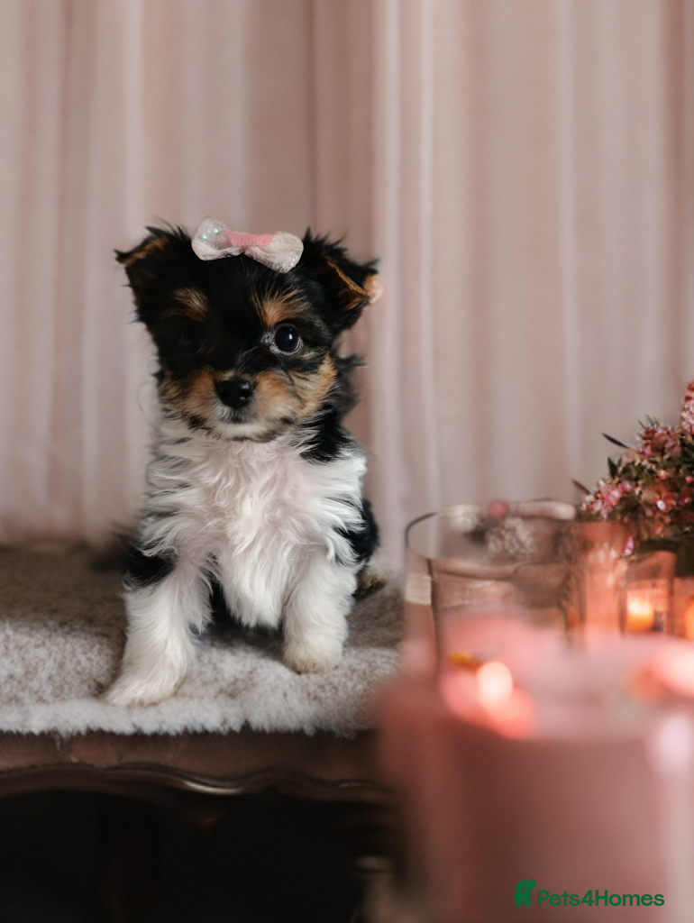 Yorkshire Terrier dogs Tricolor Yorkies Biewer 🐶🐶🐶 - Advert 7