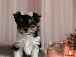 Yorkshire Terrier dogs Tricolor Yorkies Biewer 🐶🐶🐶 - Advert 7