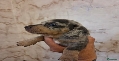 Miniature Dachshund dogs - Advert 3