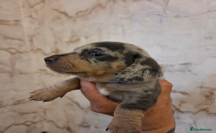 Miniature Dachshund dogs for sale - Advert 1