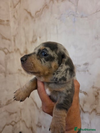 Miniature Dachshund dogs - Advert 2