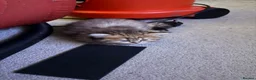 British Longhair cats for sale: ✨ STUNNING BRITISH LONGHAIR KITTENS – 5 AVAILABLE✨ - Advert 5