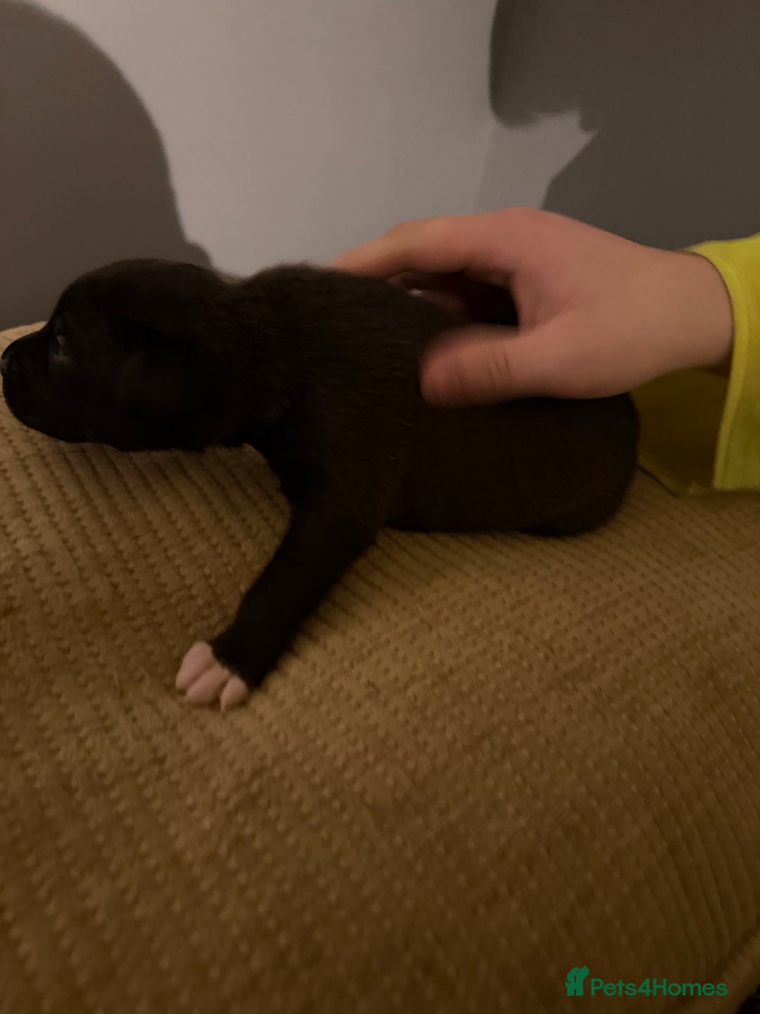 Mixed Breed dogs for sale: Puppies  - Advert 10