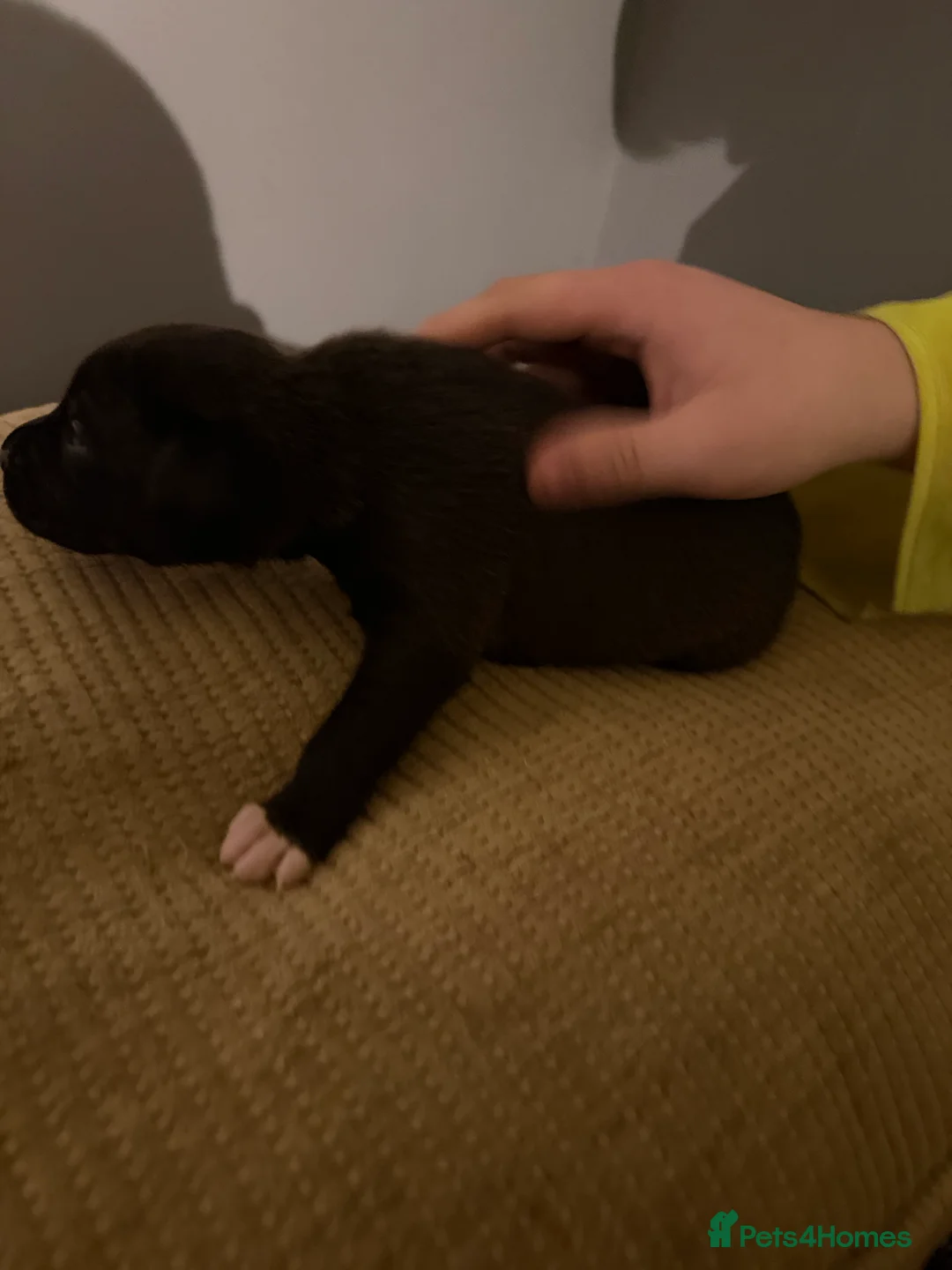 Mixed Breed dogs for sale: Puppies  - Advert 10