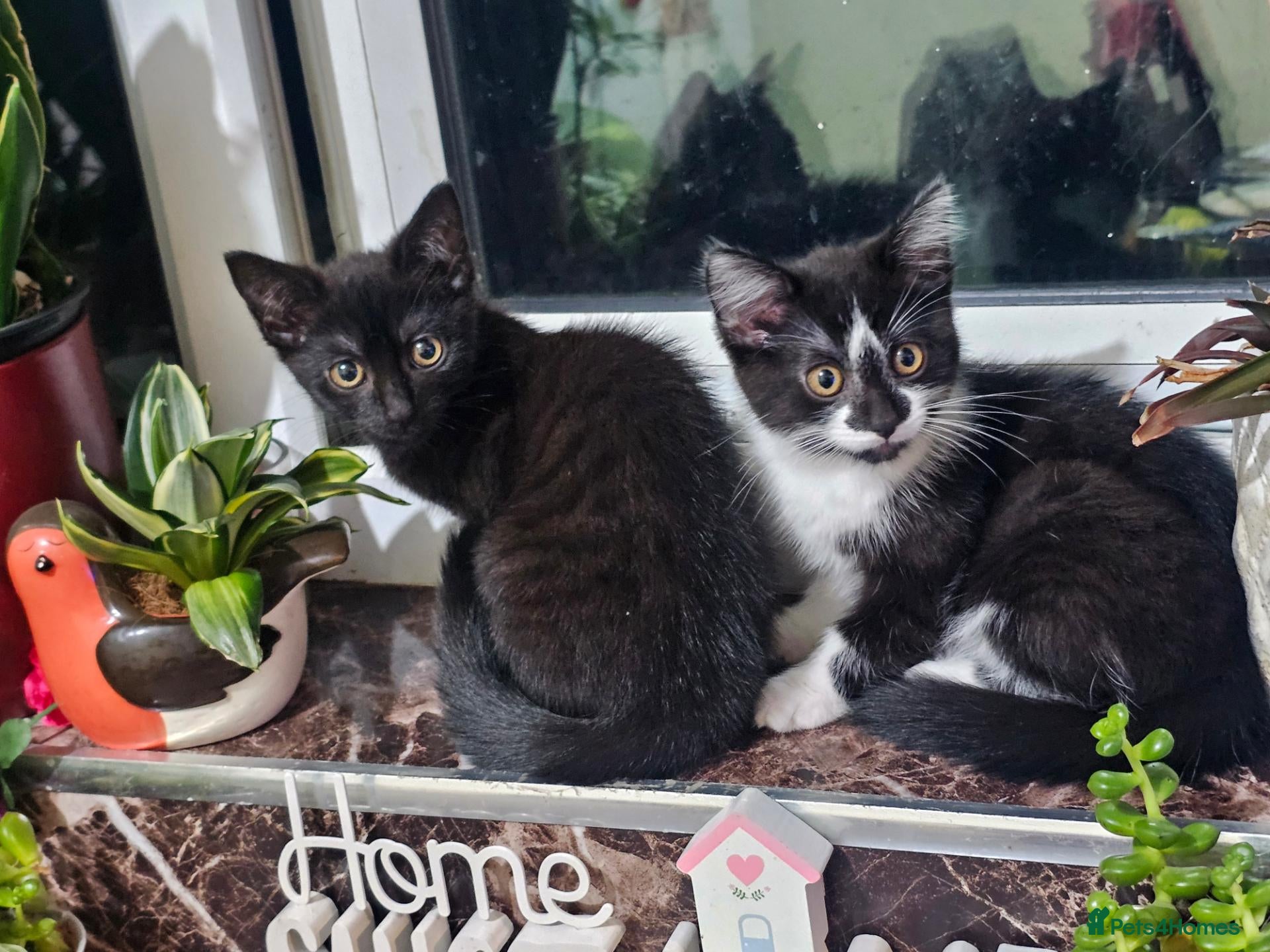 Mixed Breed cats 2 beautiful main coon mix  female kittens  - Advert 4