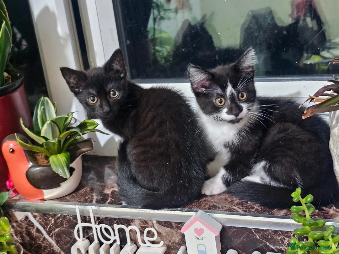 Mixed Breed cats for sale: 2 beautiful main coon mix  female kittens  - Advert 1