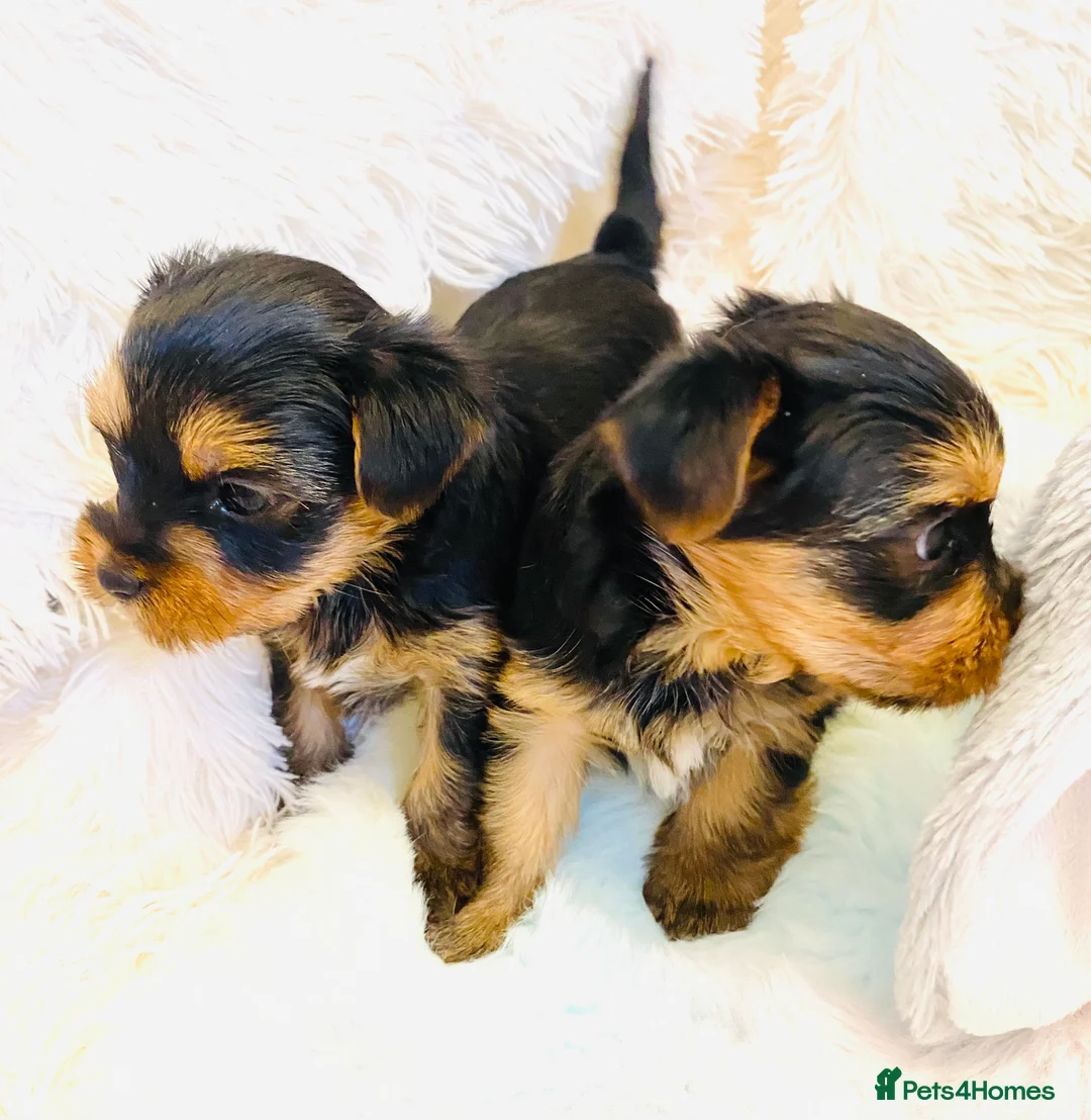 Yorkshire Terrier dogs for sale: KC Registered Yorkshire terrier puppy’s  - Advert 2