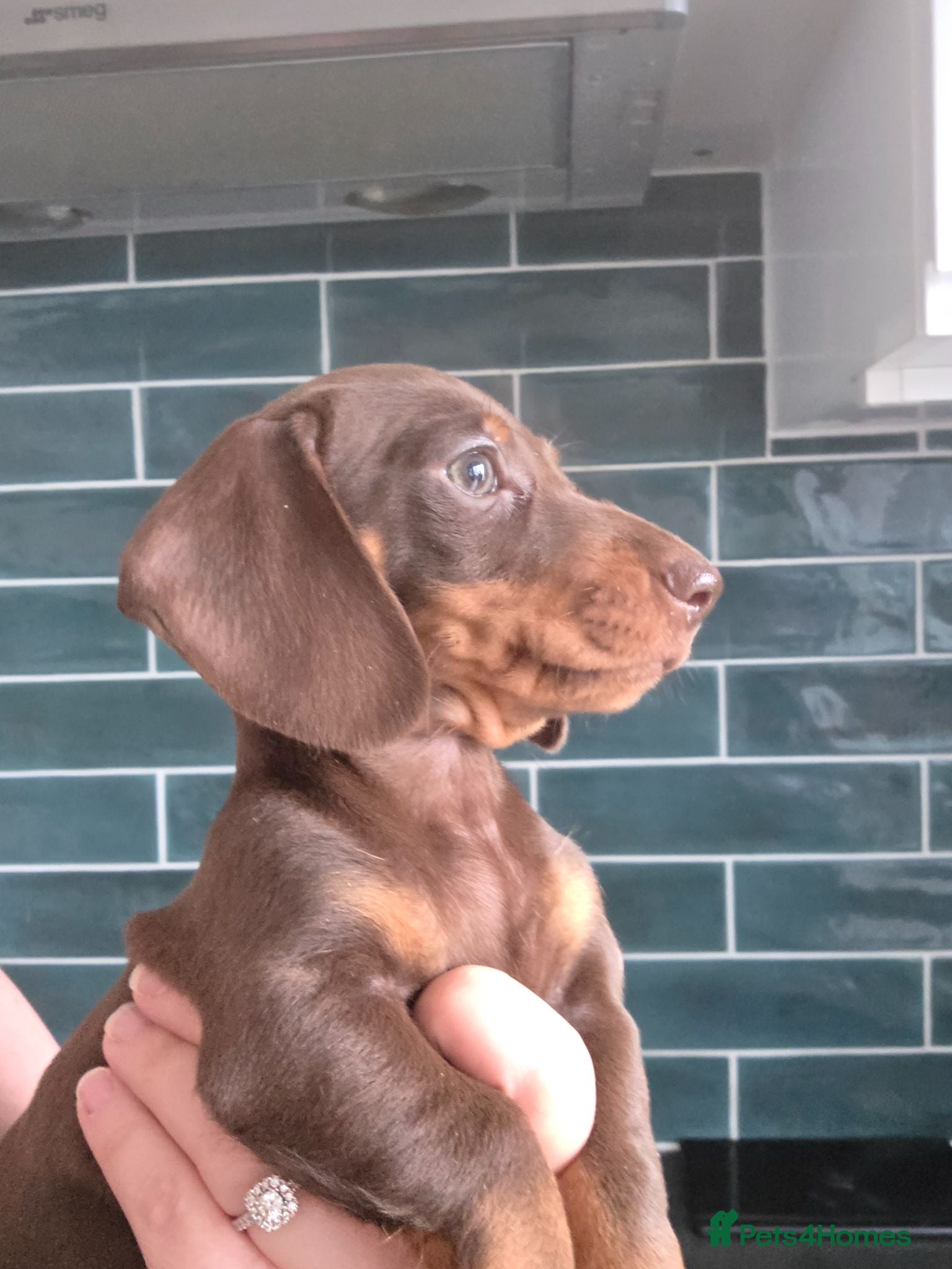Miniature Dachshund dogs Mini dachshund pups ready to leave - Advert 5